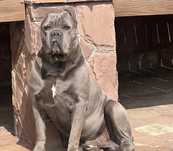 Щеночки Cane corso-сірого окрасу