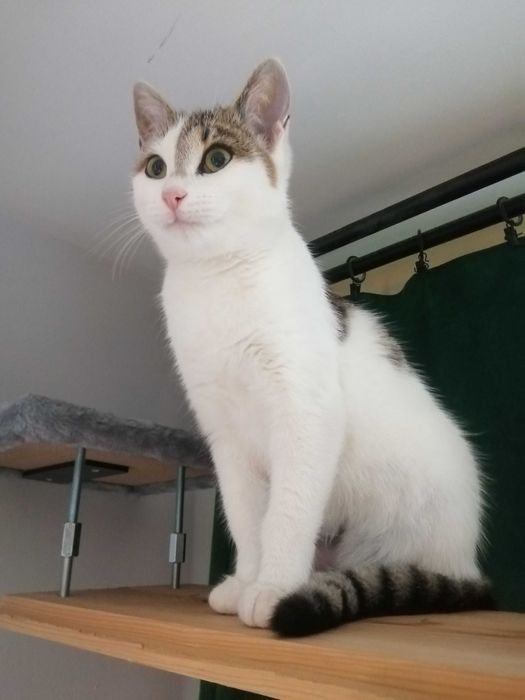 Mała, śliczna kotka po sterylizacji, szuka opiekuna