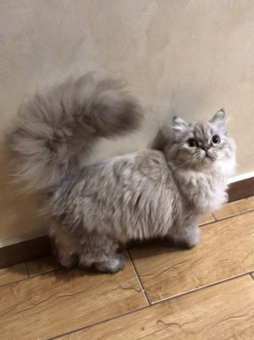 Страйт  котёнок девочка