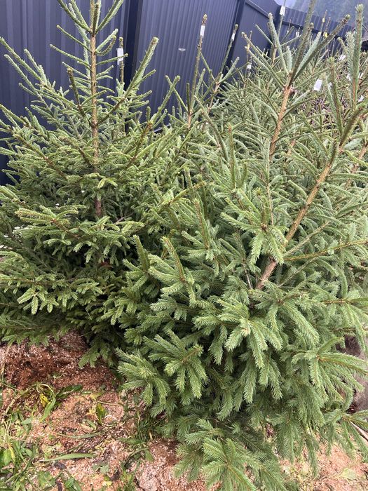 Ялинка в горщику жива новорічна