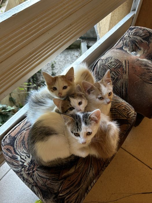 Віддам у хороші руки кошенят