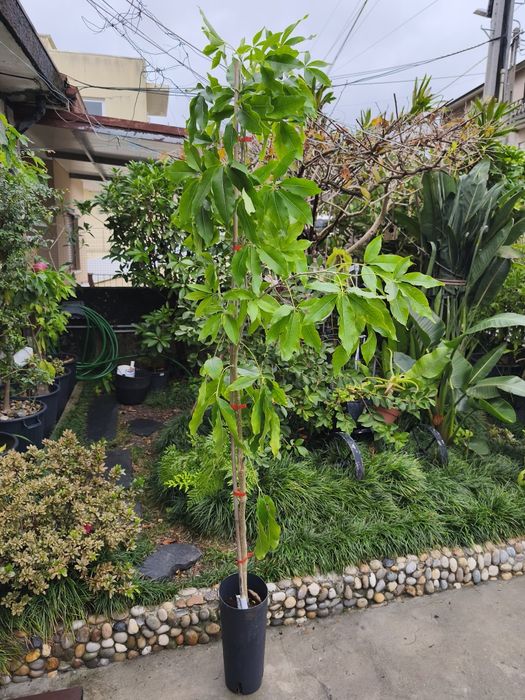 Árvores exóticas e tropicais