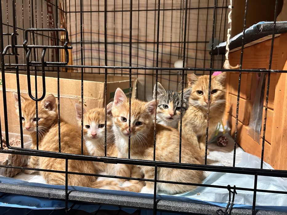 Koteczki marzą o domkach