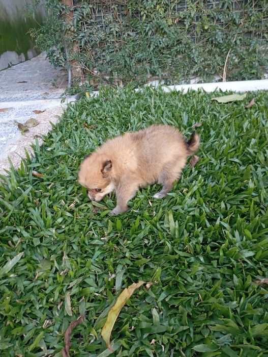 Spitz alemão fêmea