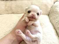 Malutka sunia chihuahua FCI