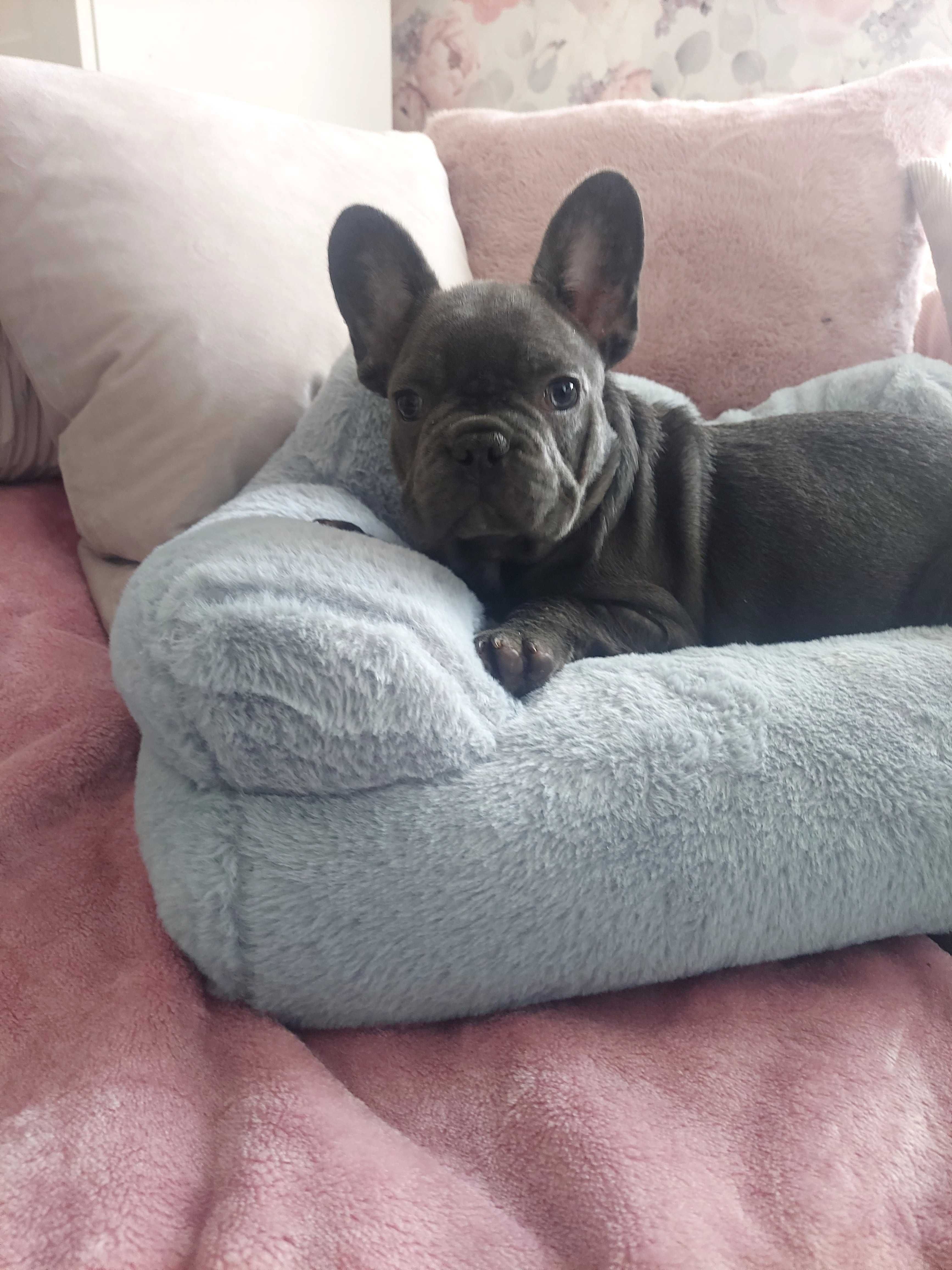 *Buldog francuski piesek blue blu niebieski już do odbioru.