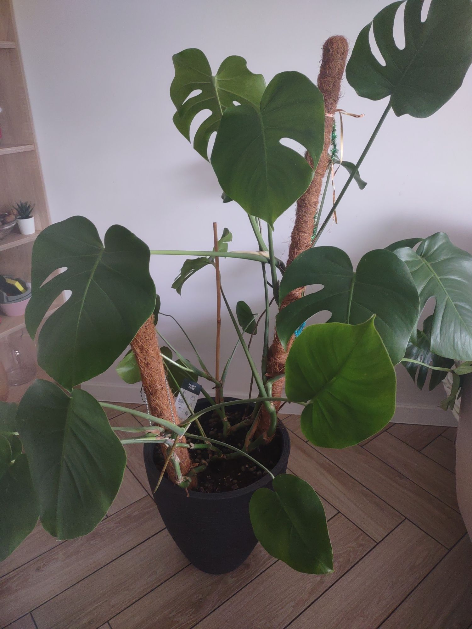 Monstera dziurawa 150 cm