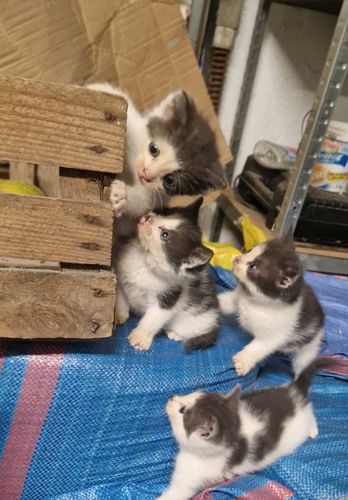 Oddam kotki w dobre ręce