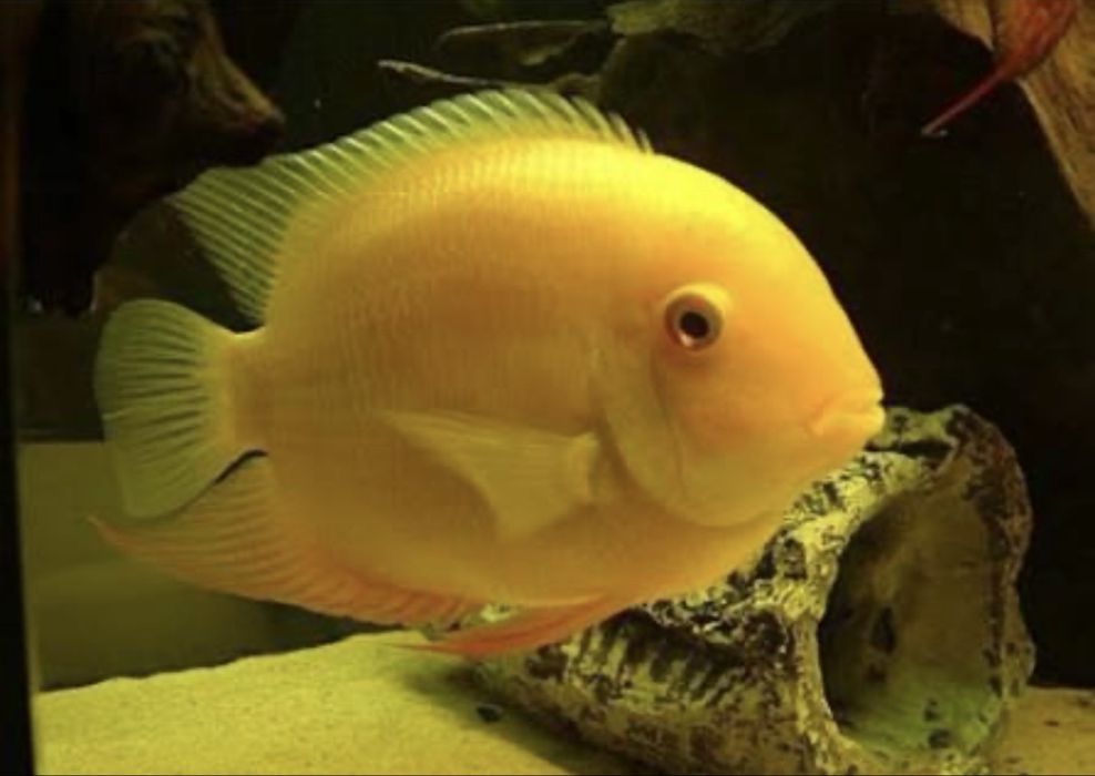 Подарую рибок цихлозома северум і сомік