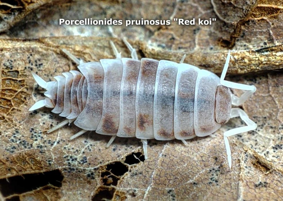 isopody, skoczogonki, ekipa sprzątająca