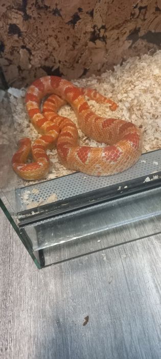 Wąż zbożowy+terarium z zamkiem na klucz