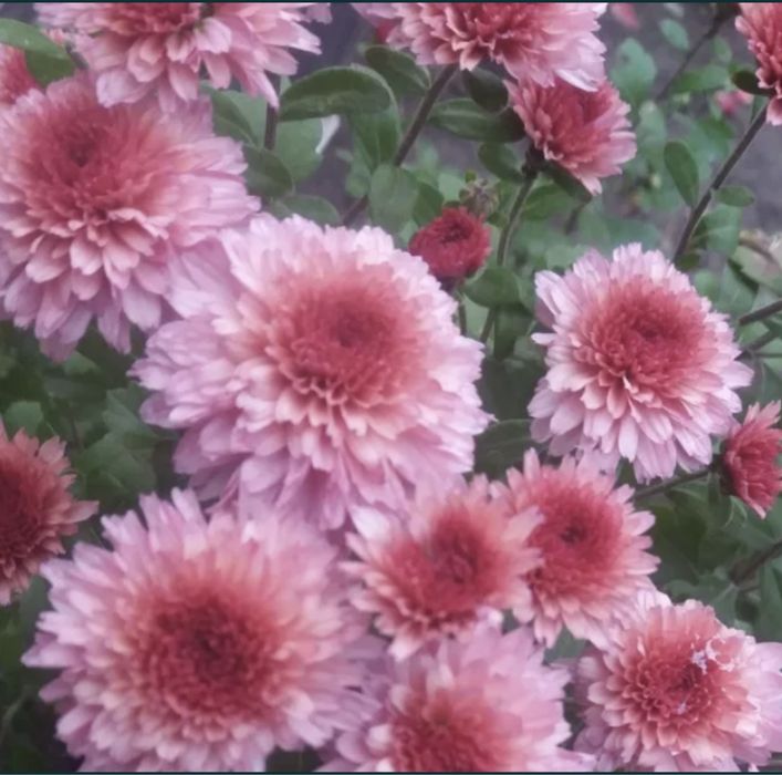 Продам хризонтеми шаровидная. Хрезонтема мультифлора. Хризантема.