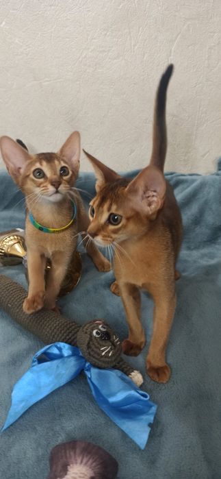 Абиссинские котята от питомника BURLESK UA