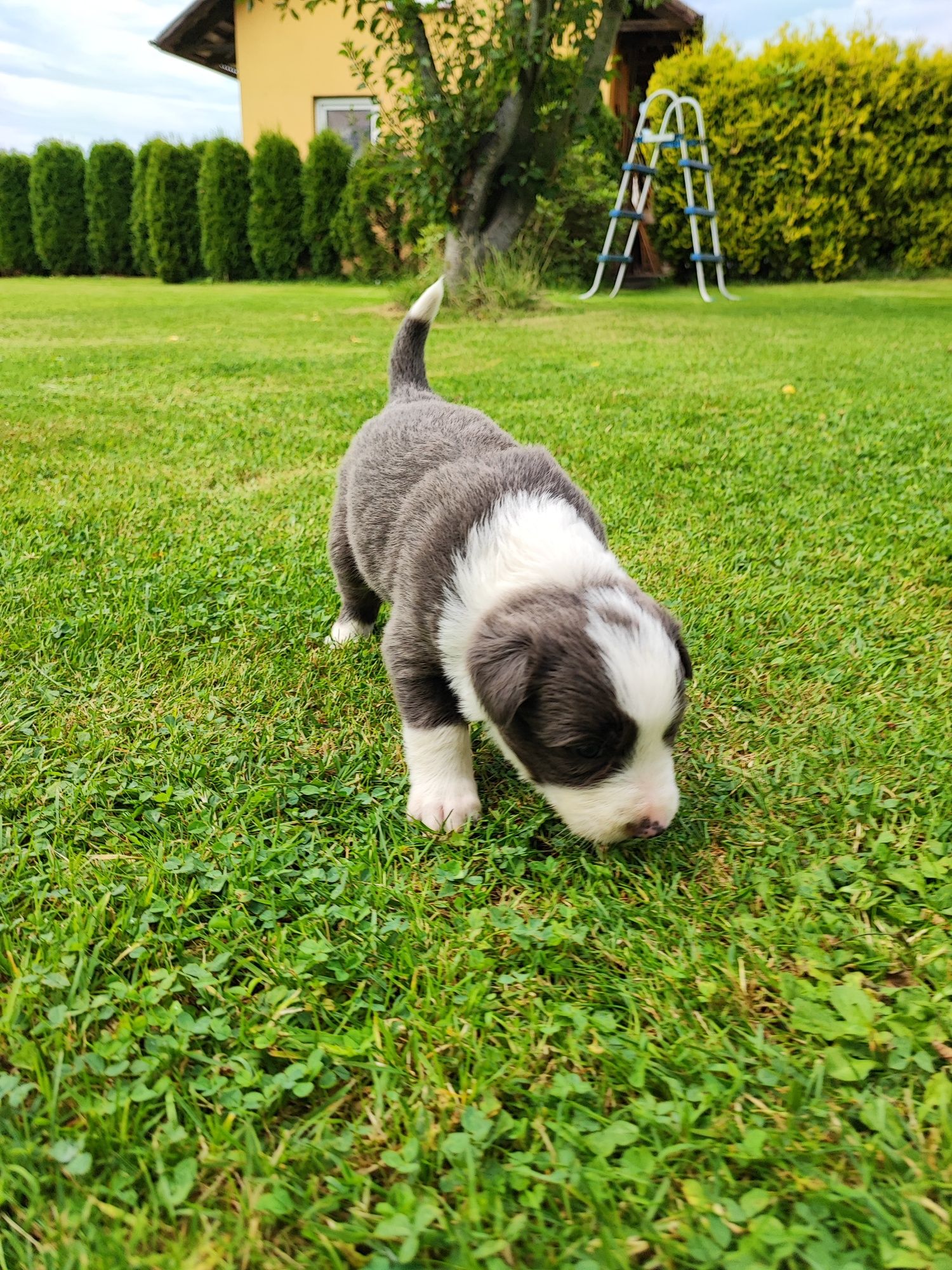Border Collie Blue & White z niebieskimi oczami – metryka PFH