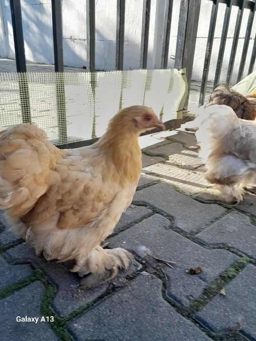Witam sprzedam koguty rasy karzełek kochin