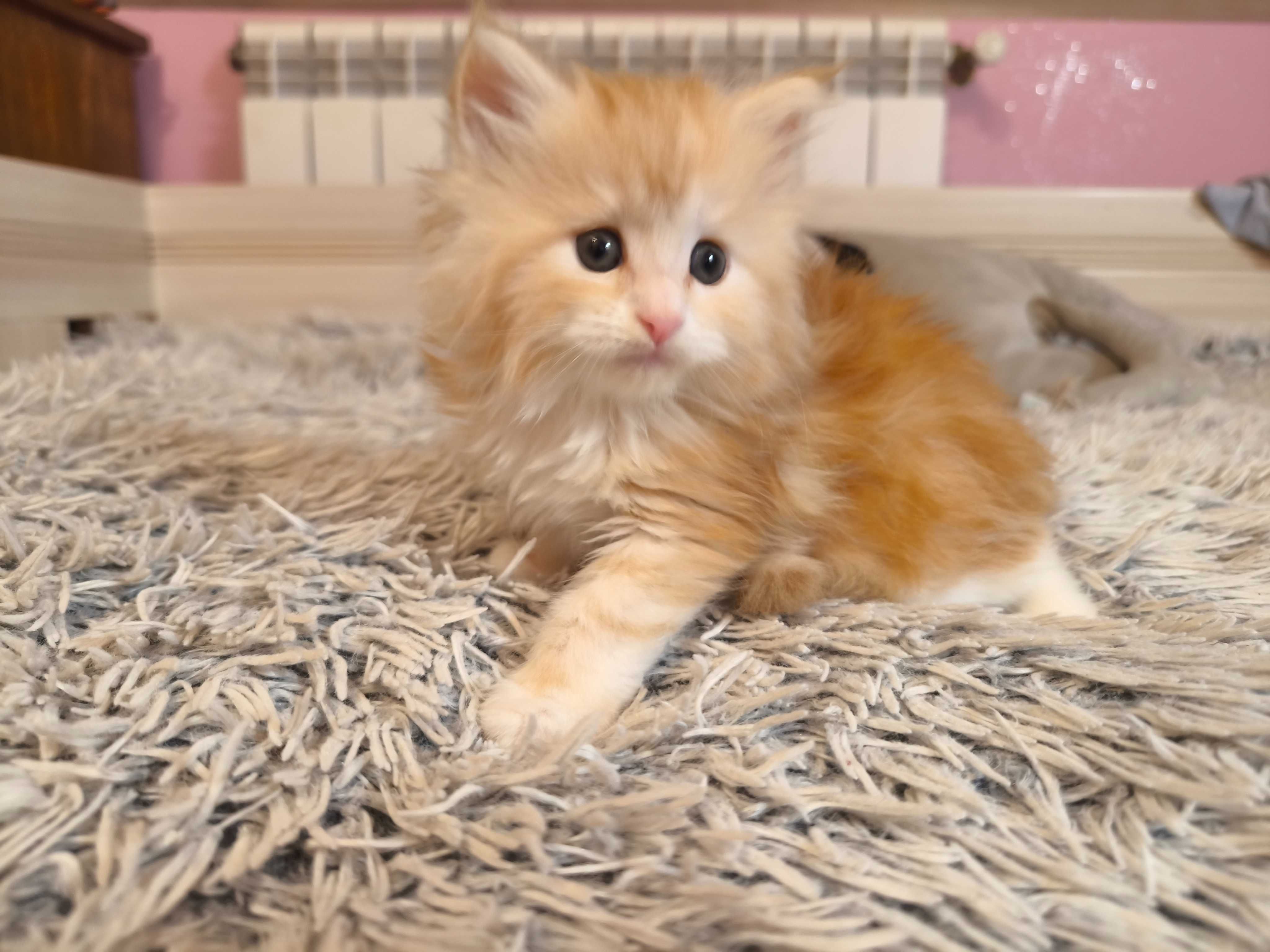 Maine coon  kotka ruda