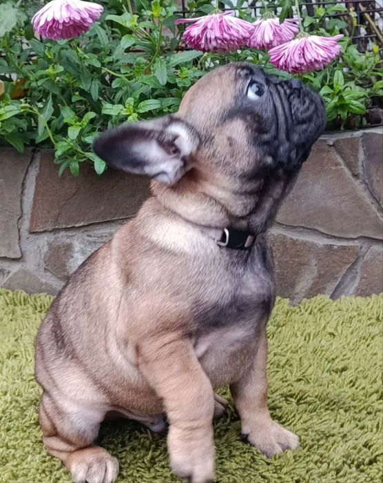 Шикарные щенки Французского бульдога!Доставляем