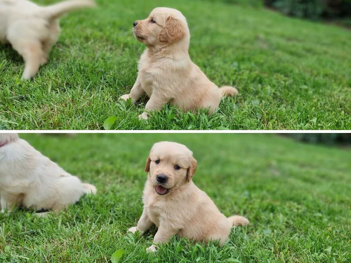 Golden retriever - linia amerykańska