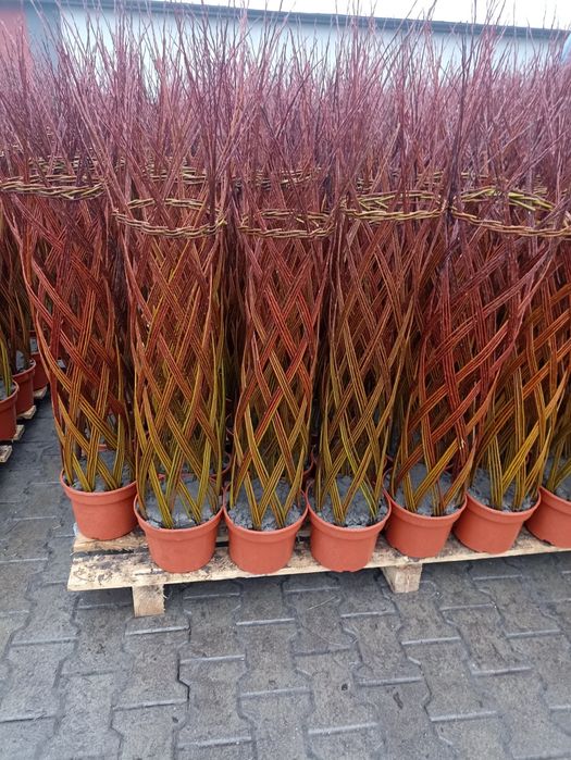 Wierzba pleciona Salix