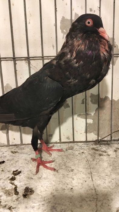 Garłacze Stawaki  polskie