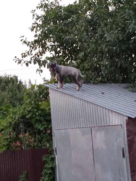 Потерялся любимец семьи