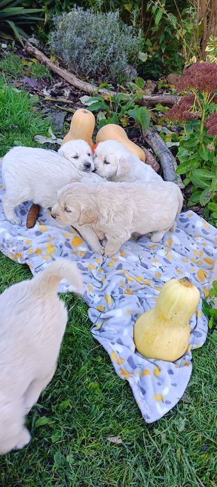 Golden retriever szczenię- ostatni piesek
