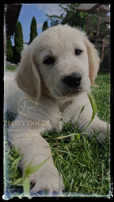 Golden Retriever GRUDZIEŃ ZAPOWIEDŹ MIOTU Rakoniewice