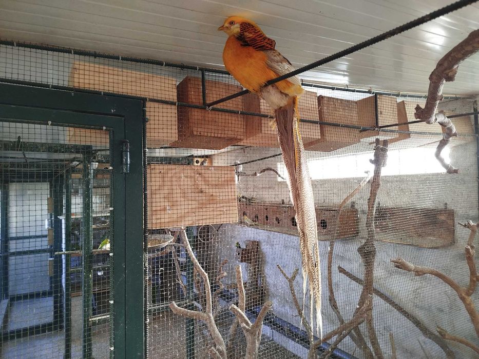 Vendo Faisão Gigi macho