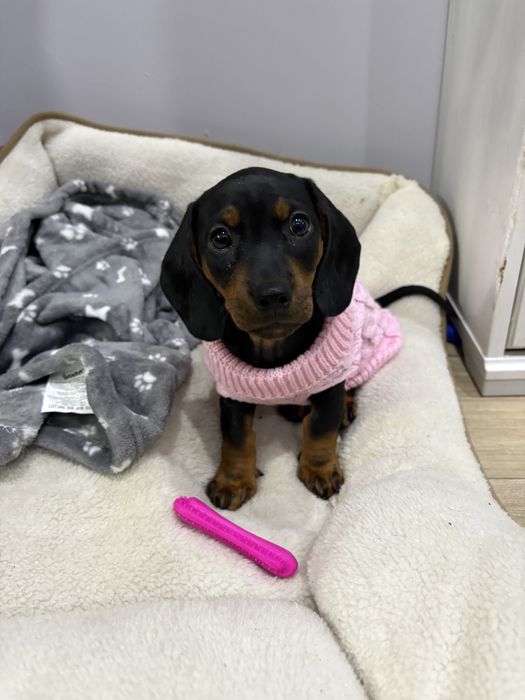 Jamnik krótkowłosy standard czarny podpalany suczka