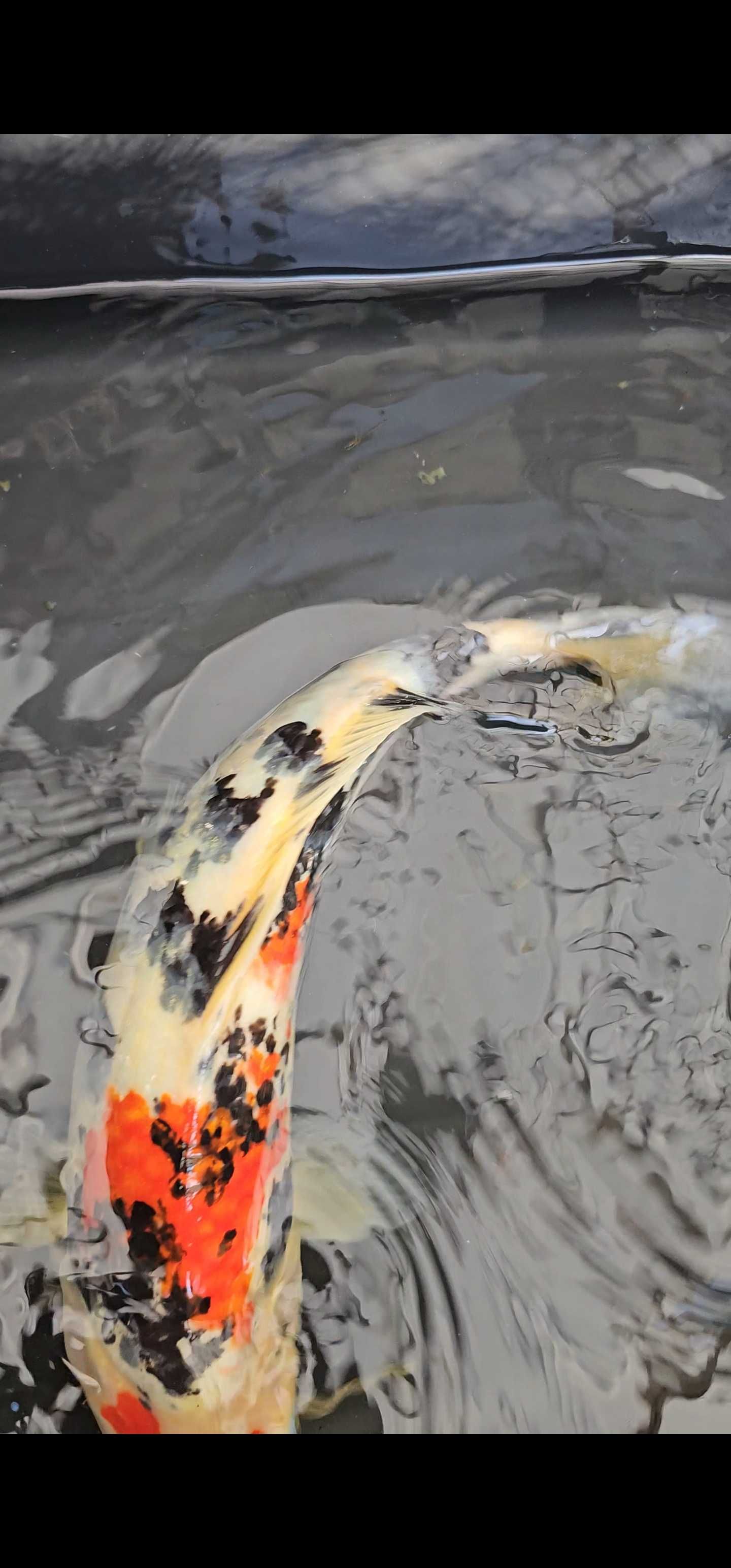 Carpa koi sanke 40cm