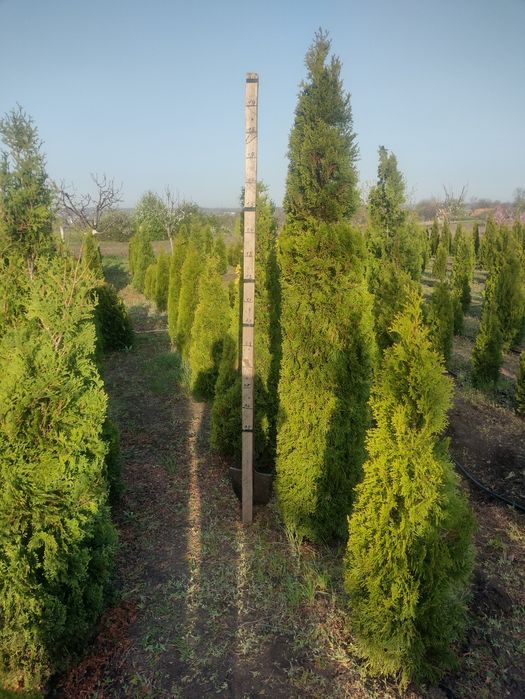 Продам хвойні рослини заввишки 2 метра