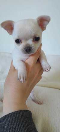 Chihuahua biała dziewczynka