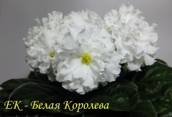 Продам фіалки дуже гарні