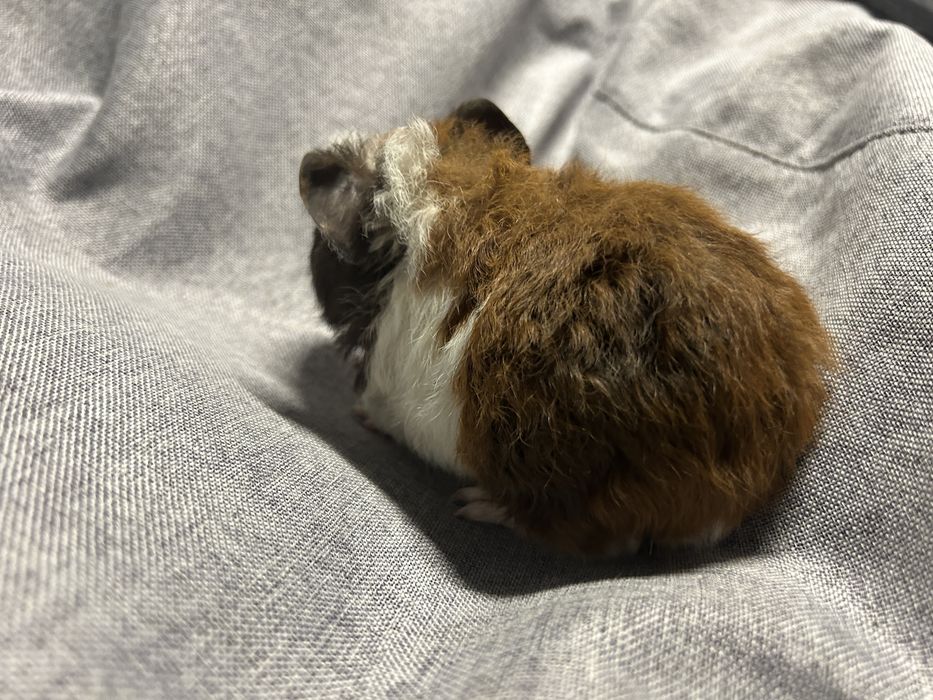 Sprzedam. Świnka morska. Samiec