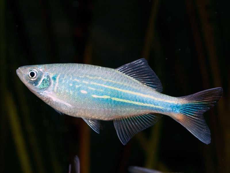 Danio malabarski (Devario malabaricus) WYSYŁKA AKWAWIN