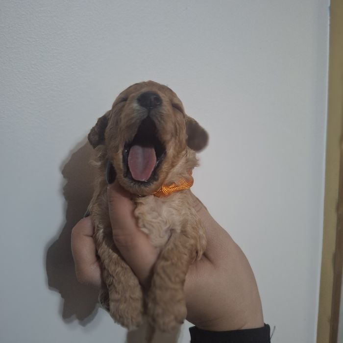 Pudel toy/miniatura sunia