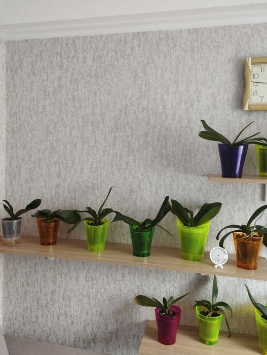 Продам свои орхидеи