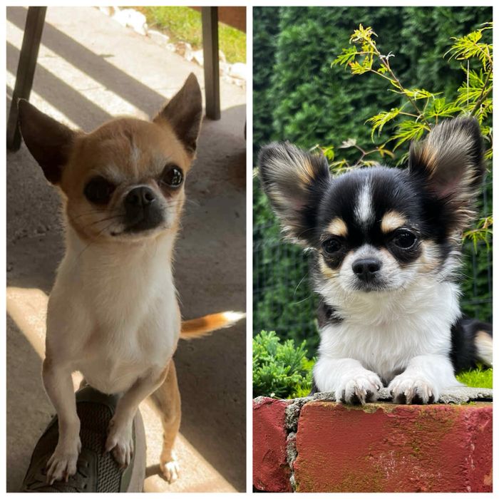 Chihuahua reproduktor krycie mini pies