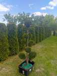Kula na pniu tuje formowane bonsai