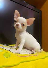 Bardzo ładny mini chłopiec Chihuahua FCI