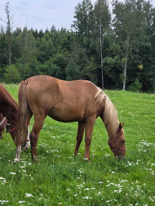 Wałach Wielkopolski 1,5 roku