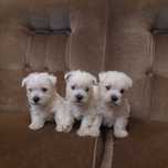 West highland white terrier  rezerwacja