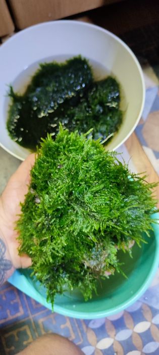 Sprzedam mech do akwarium