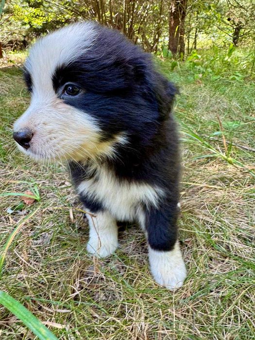 Border collie vers suka