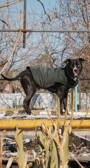 Вязка  молодого собаки питбуля.