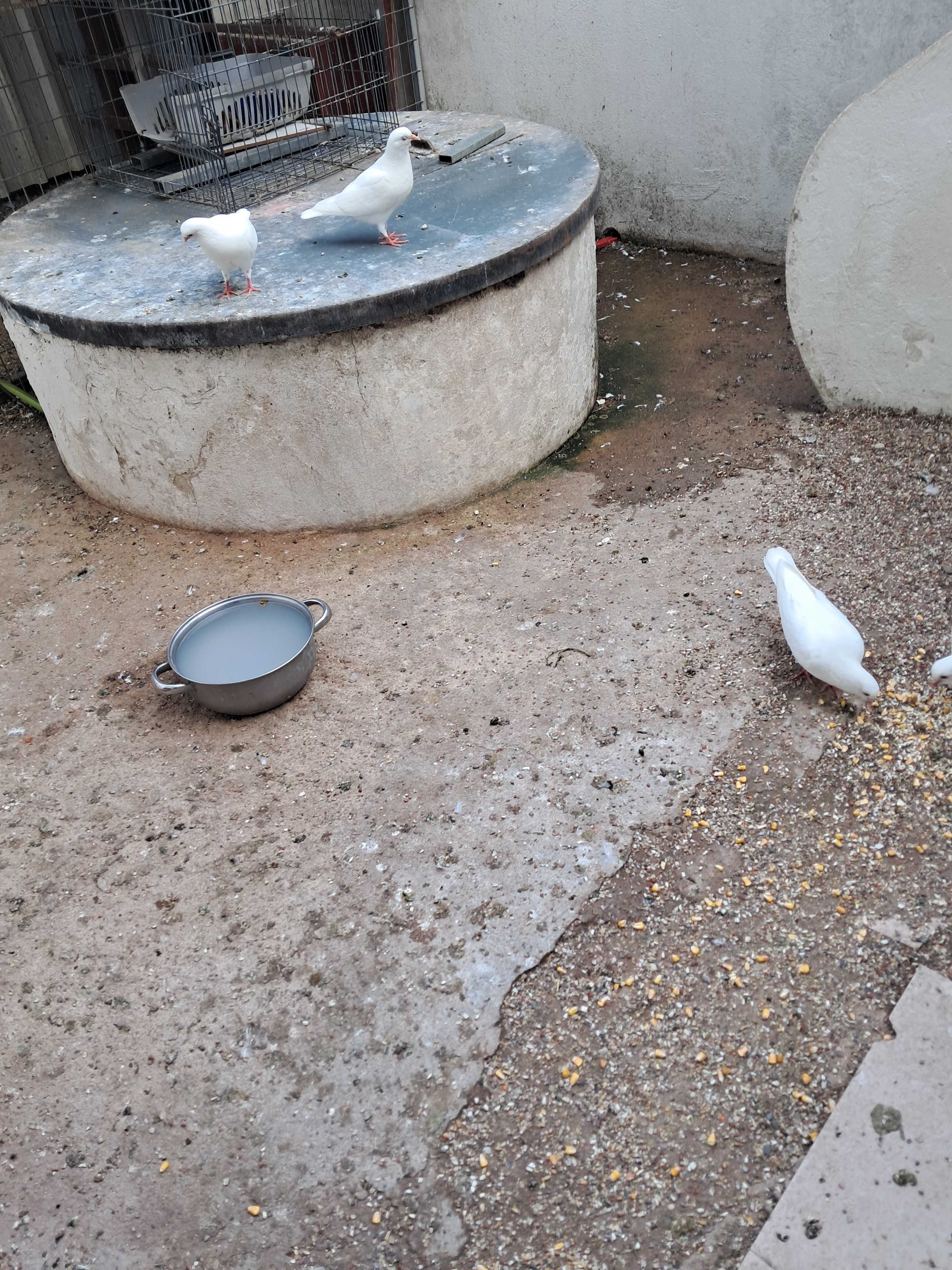 Pombos de leque e leque indianos. Pombos brancos sem leque