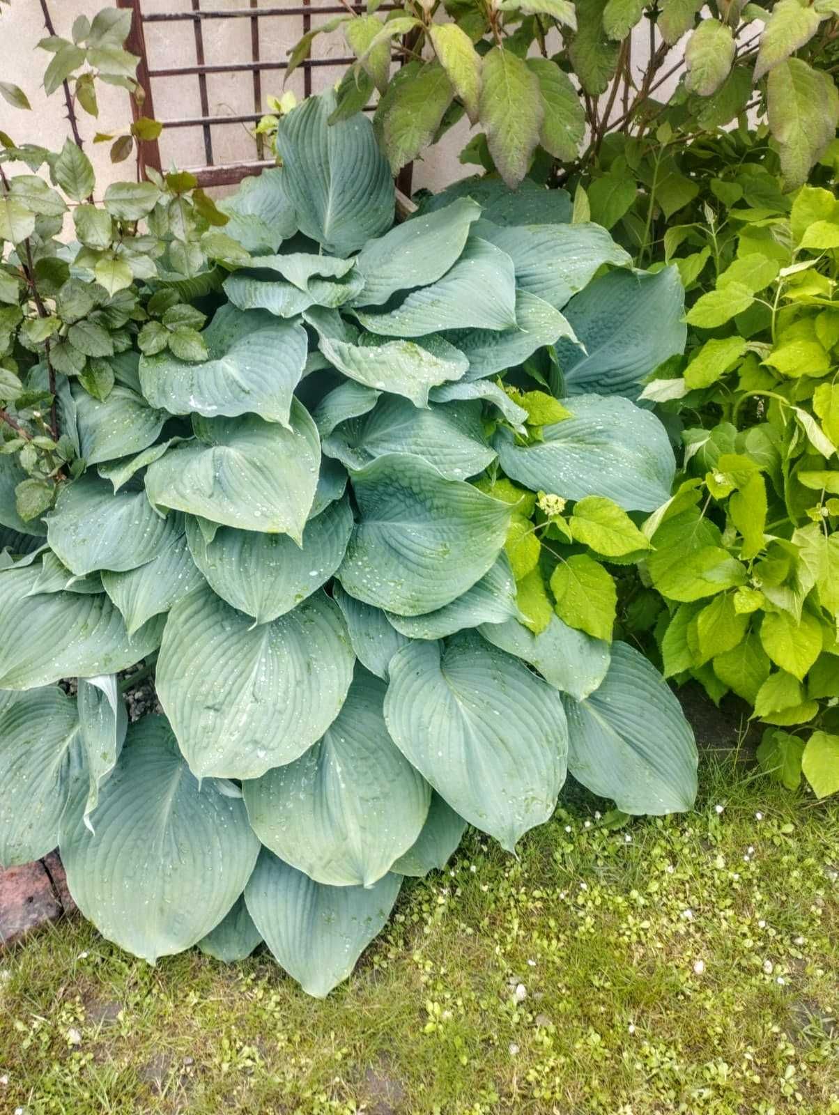 Hosta Olbrzymia /Funkia