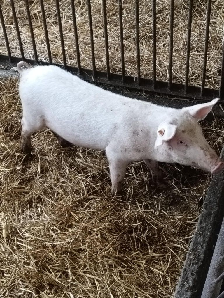 Sprzedam warchlaki