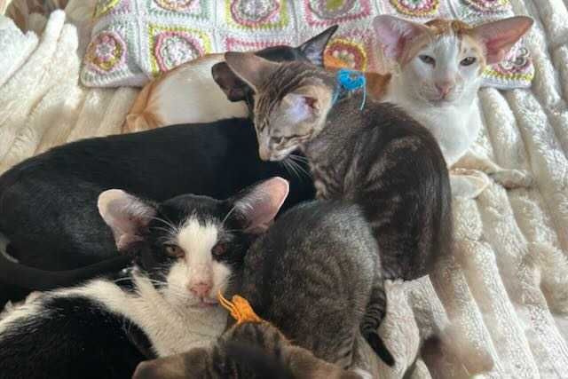 Orientalny kociak o nietypowym pręgowaniu