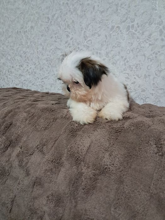 Міні ши-тцушечки